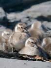 Falkland steamer duck chicks, an endemic duck living on the coasts of the Falkland Islands. Art Print